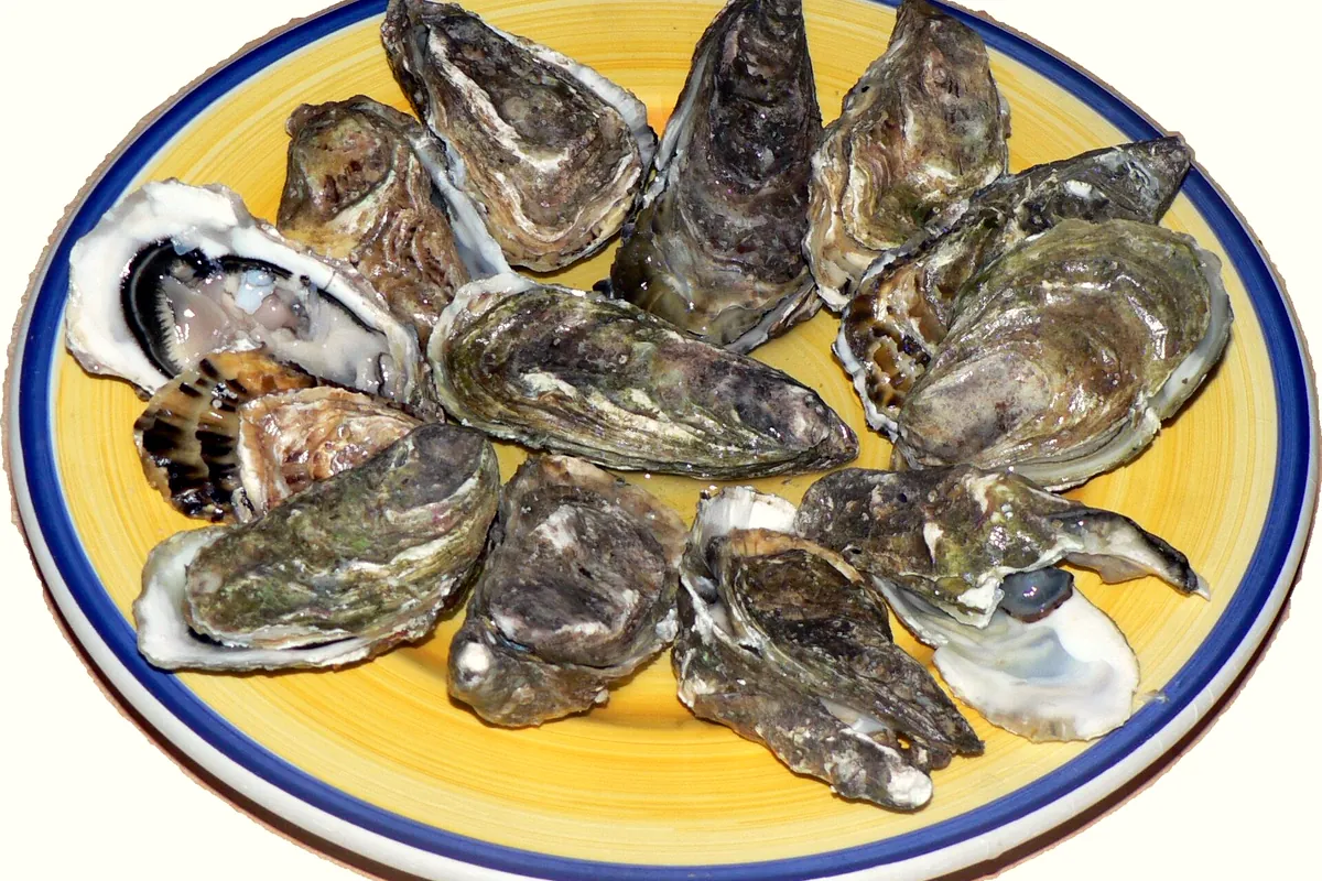 Symbolbild: oysters (nicht aufgenommen bei Café du Centre)